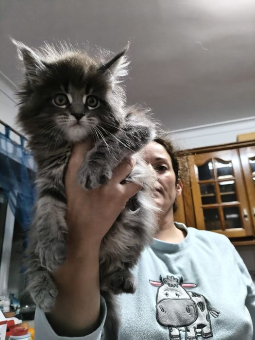 Gatinha Maine Coon Exelente Pedigree