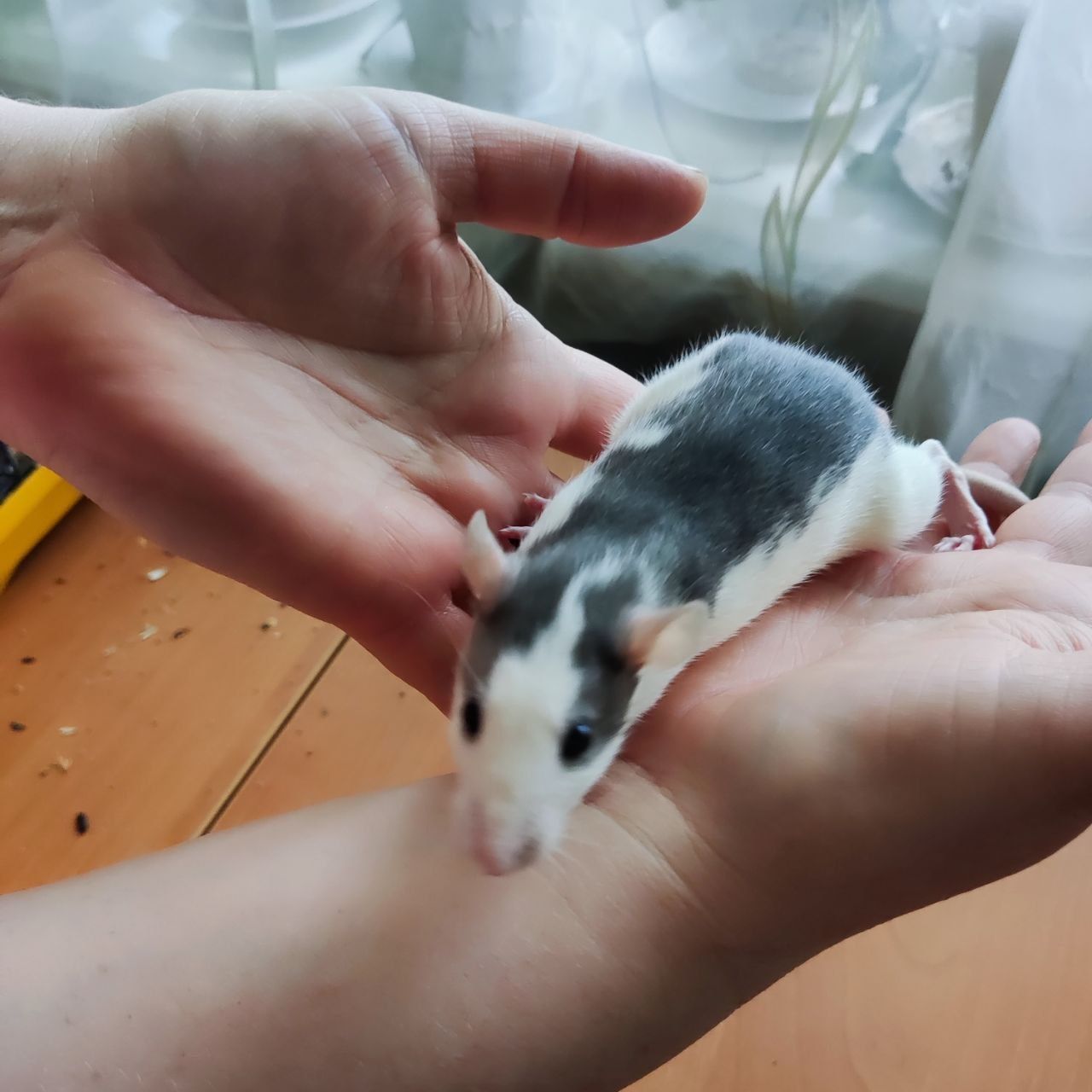 Крысята 1,5 месяца