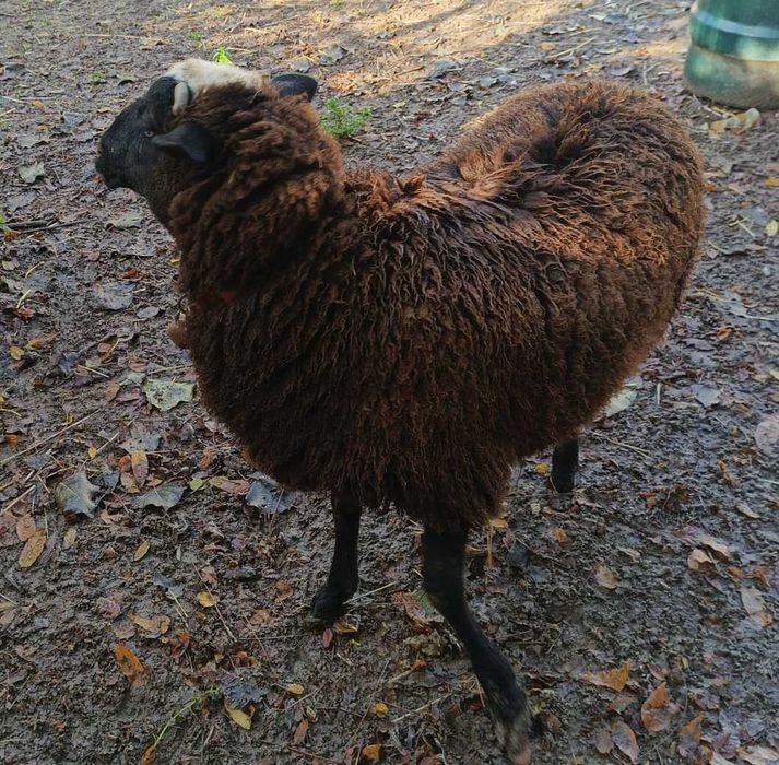 Carneiro merino preto