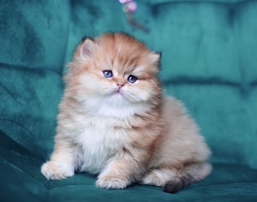 Oferujemy  czystego brytyjskiego kociaka o rzadkim kolorze