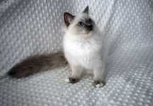SALSA - rodowodowa kotka rasy ragdoll FPL