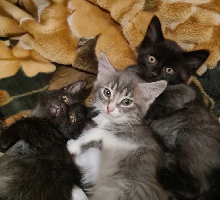 Кошенята шукають дім