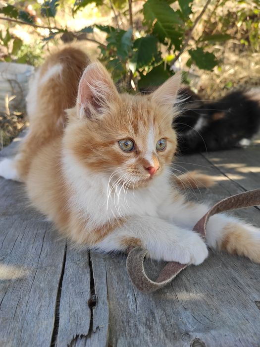 Котики котята 2 месяца