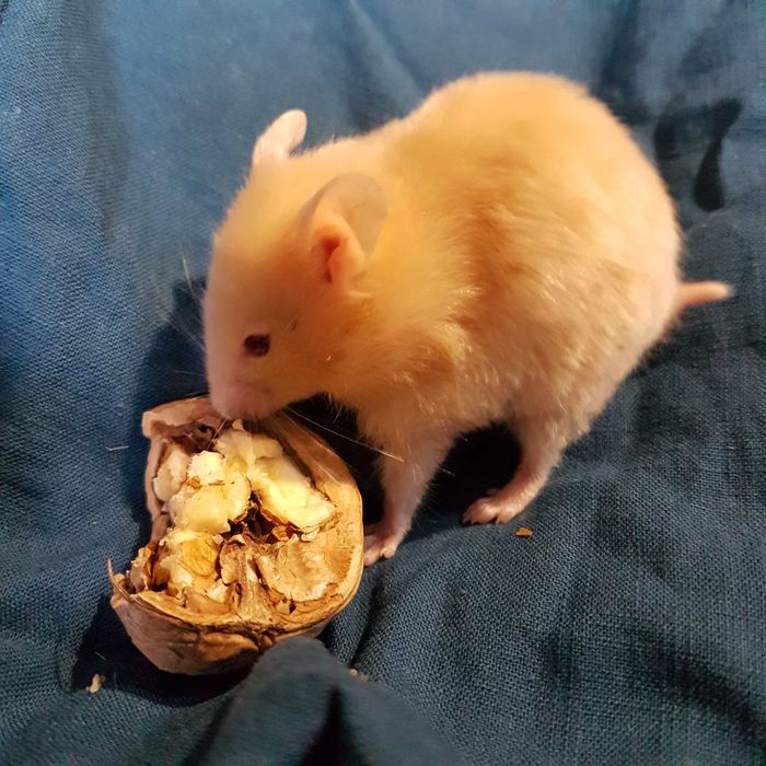 Продам красивого  ангорка,сатин  и др