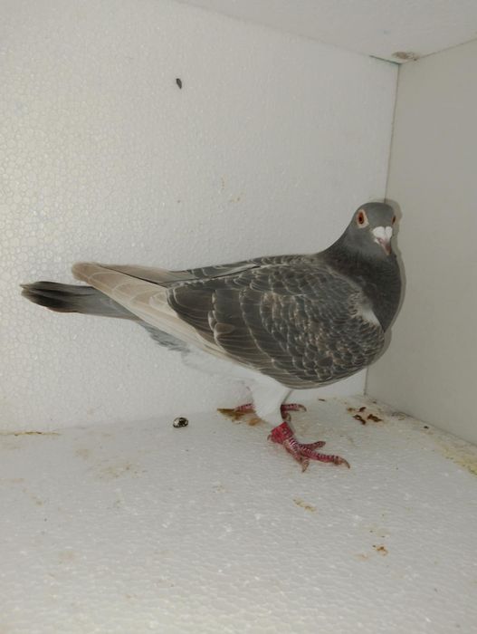 Gołębie pocztowe samice