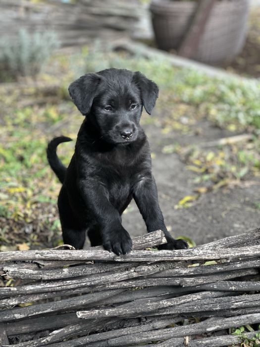 різеншнауцер цуценята
