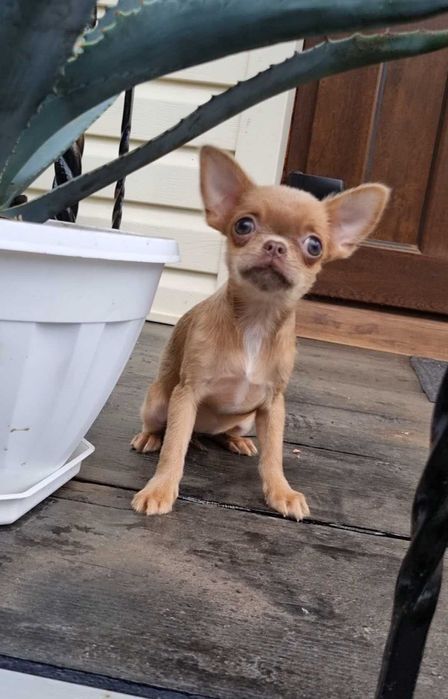 Солоденька цукерочка