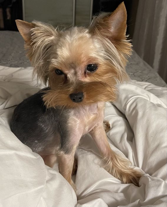 Йорк мінік хлопчик 2,5 роки в добрі  руки