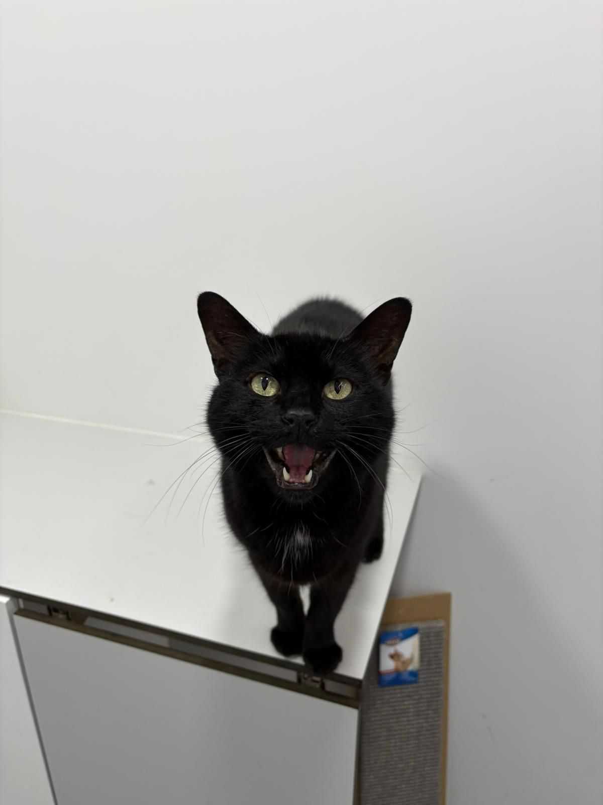 Gato adulto para adoção responsável