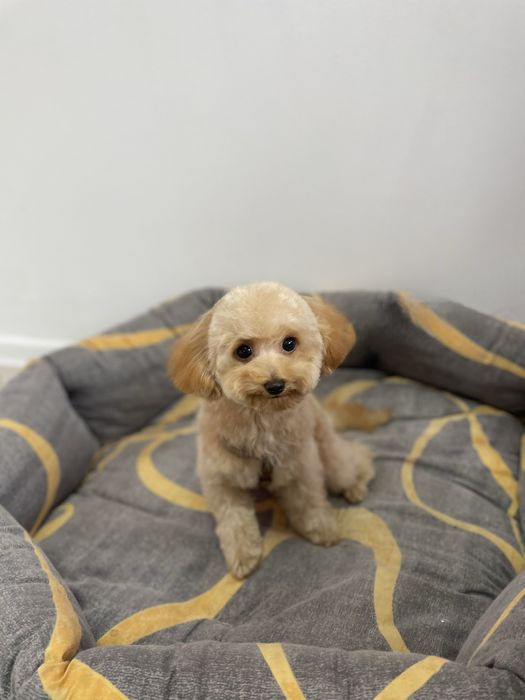 Стрижка собак | грумінг котів | тримінг | Шевченківський р-н