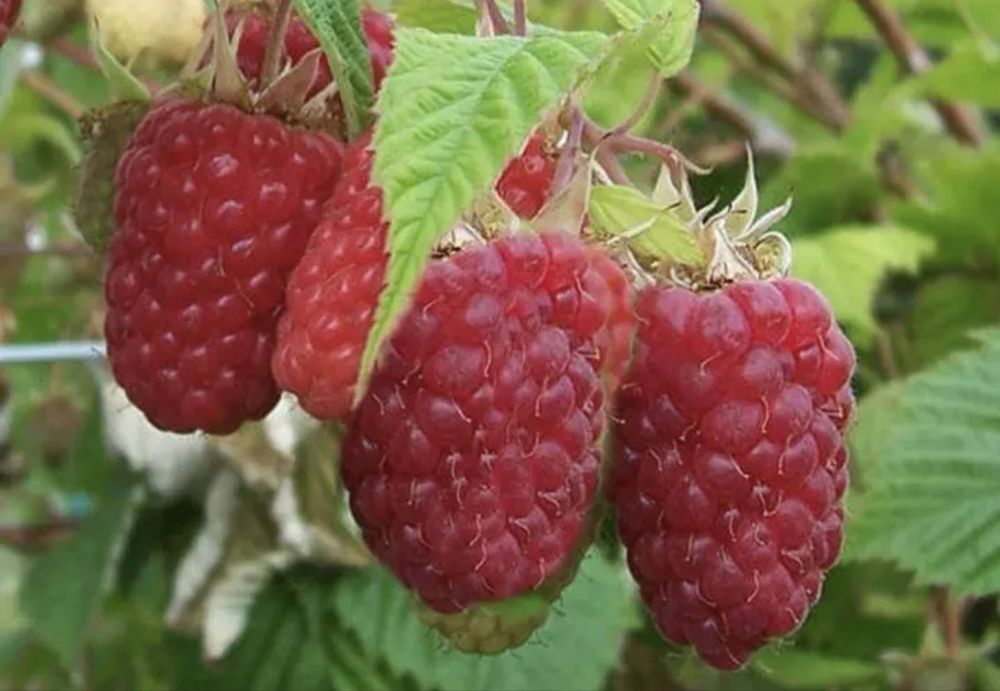 джоан джей малина