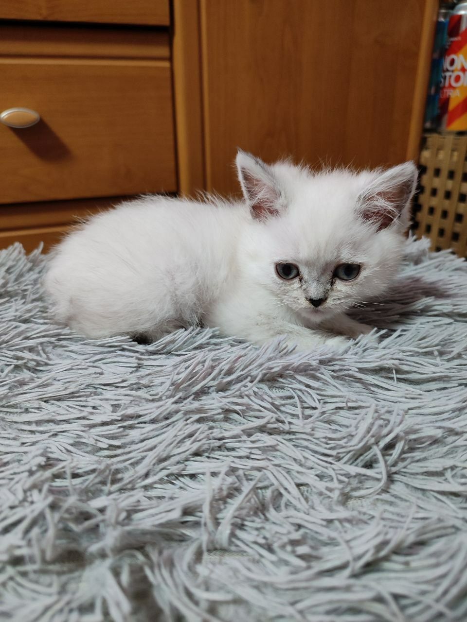 Скоттиш страйт мальчик и девочка