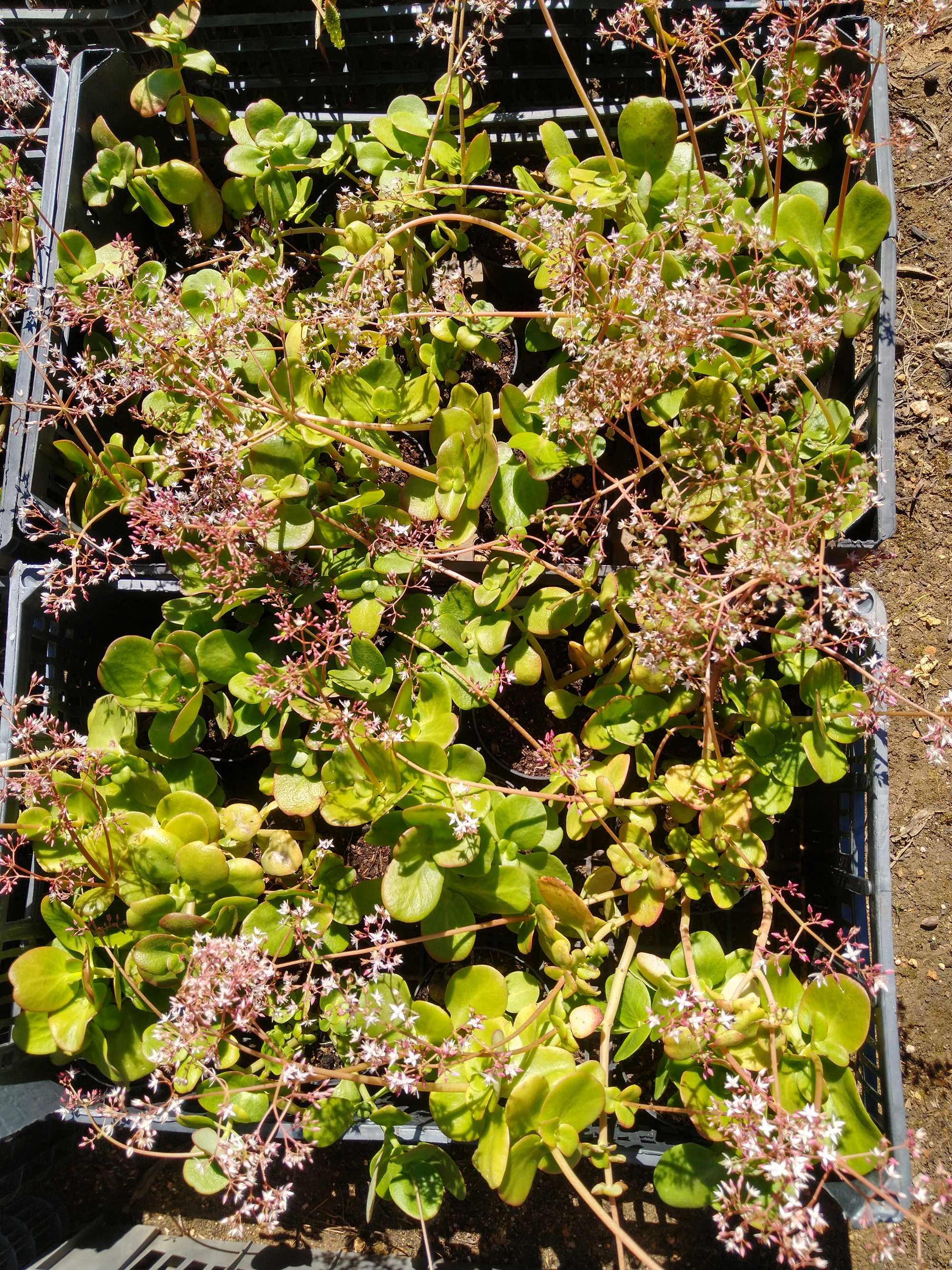 Plantas Crassula multicava