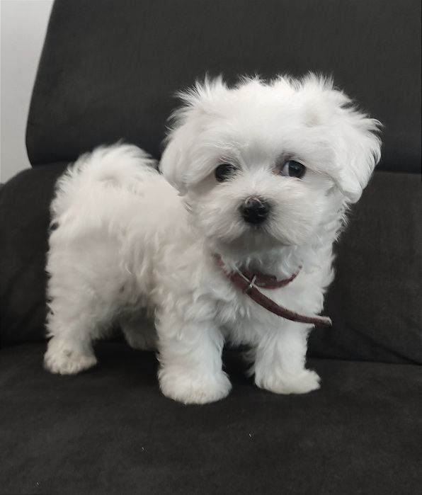 Śliczny szczeniaczek maltańczyk