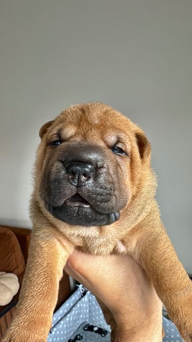 Shar Pei FCI- Zapowiedź Miotu