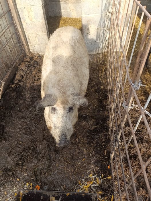 Кнур Венгерської Мангалиця