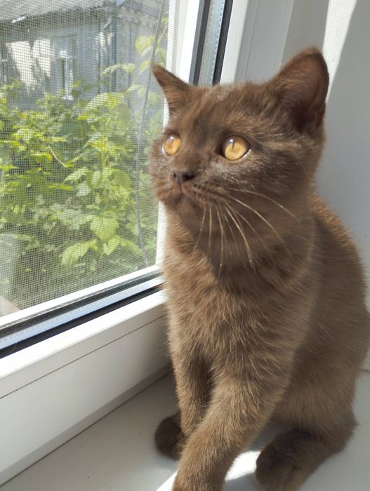 Шотландський шоколадного окрасу хлопчик