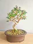 Bonsai Oliveira (Olea Europaea)