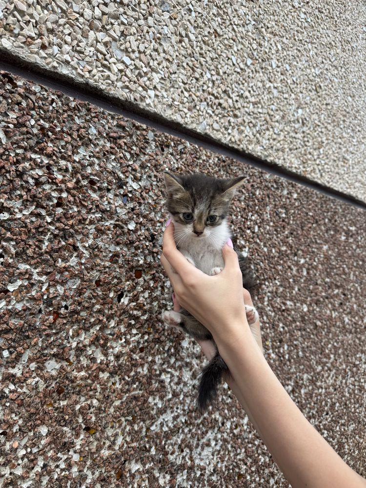 Кошенята