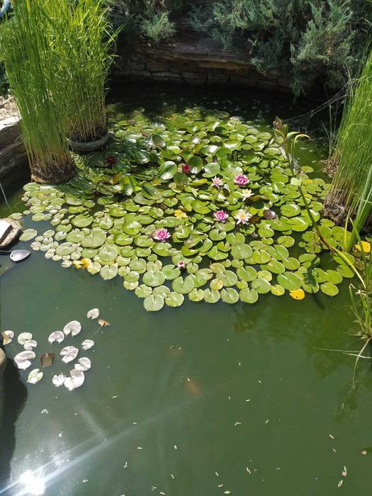 Водяная лилия, кувшинка, нимфея