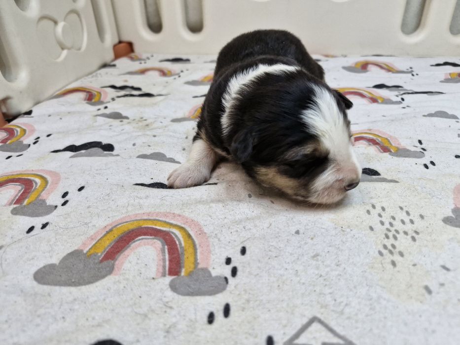 Border Collie piesek czarno biały