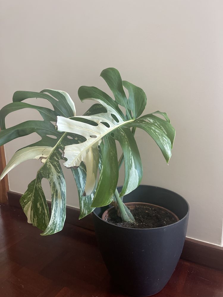 Planta Monstera  variagata