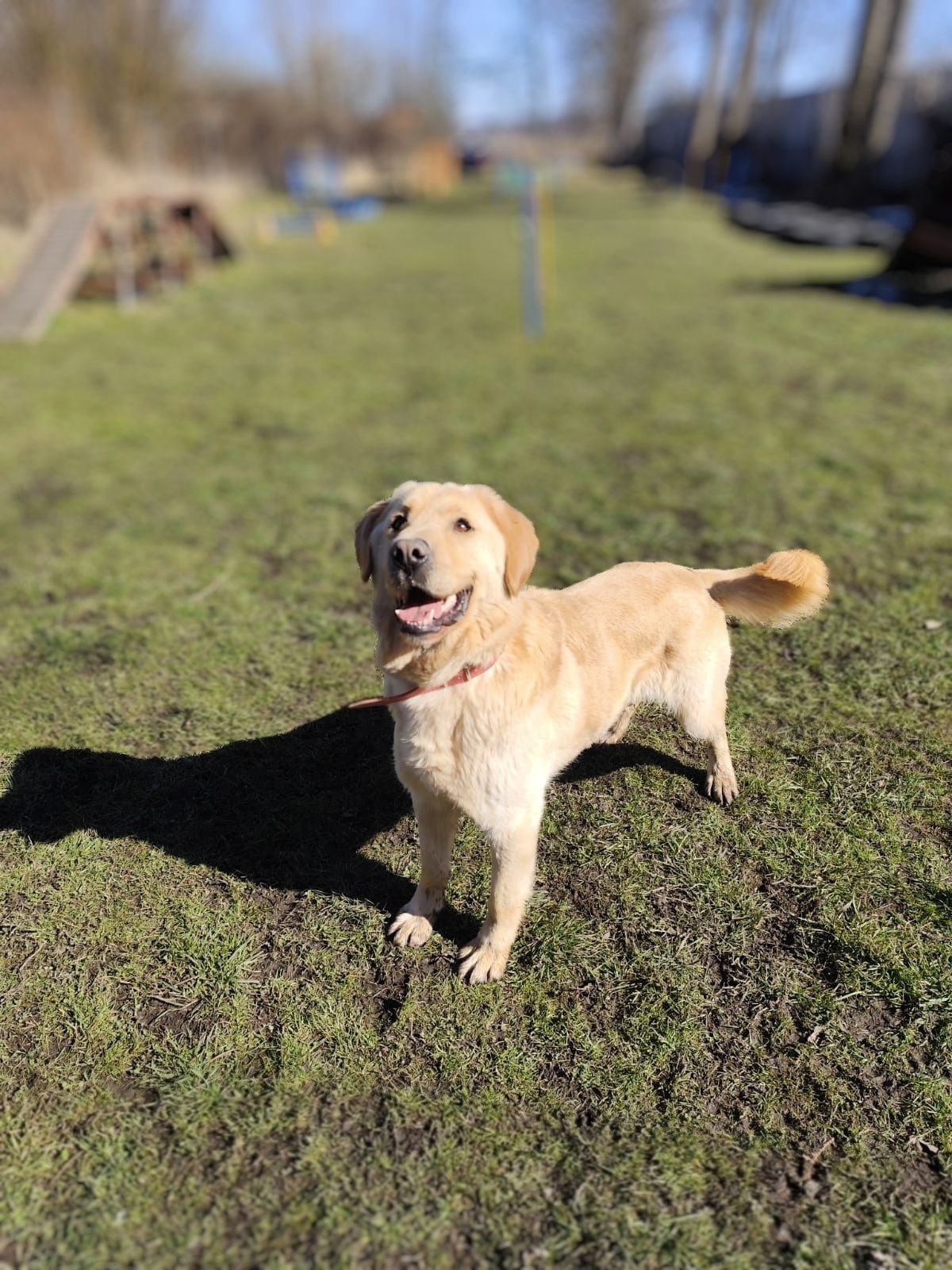 Szogun w typie Labrador szuka domu