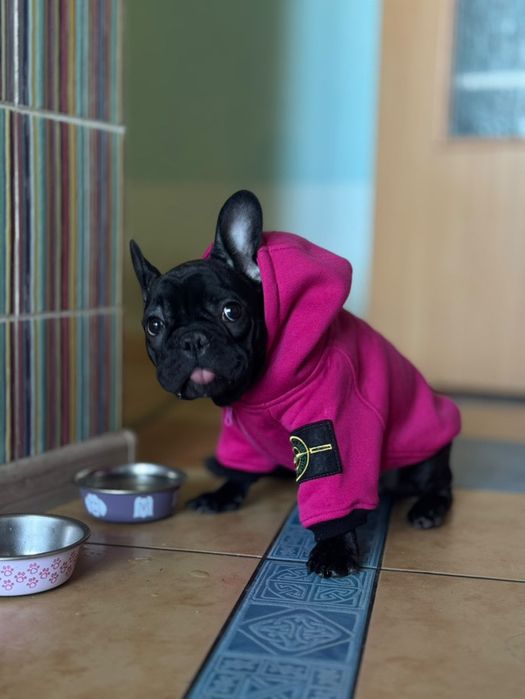 Худі Stone Island Французський бульдог для собак худи одежда одяг