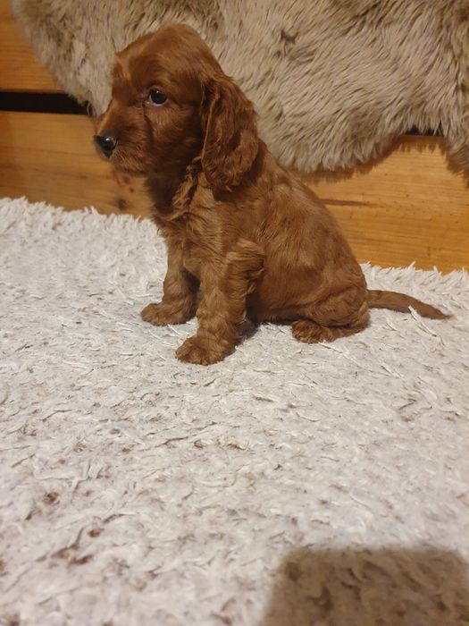Szczeniak rasy cockapoo