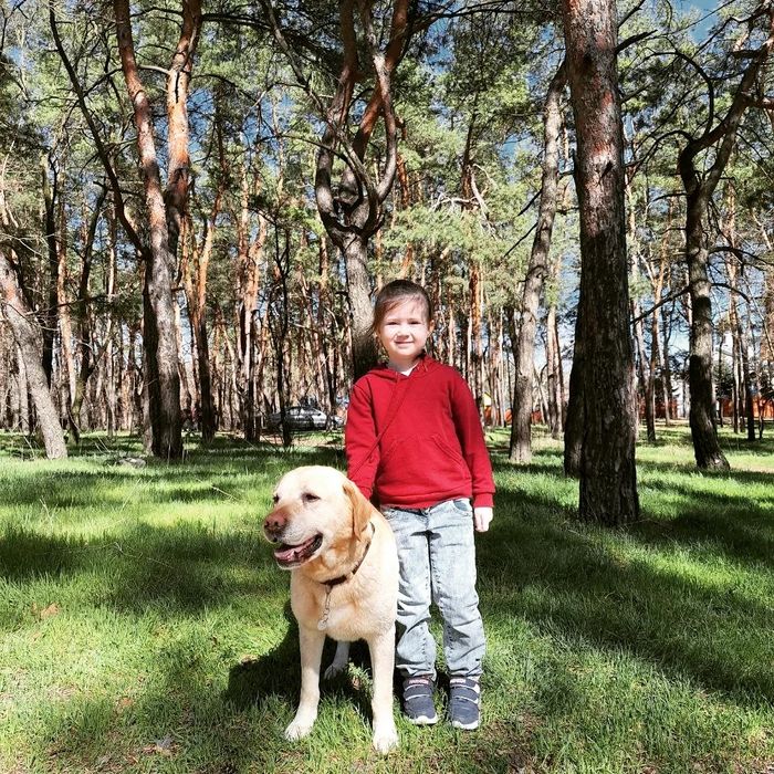 Лабрадор для вязки