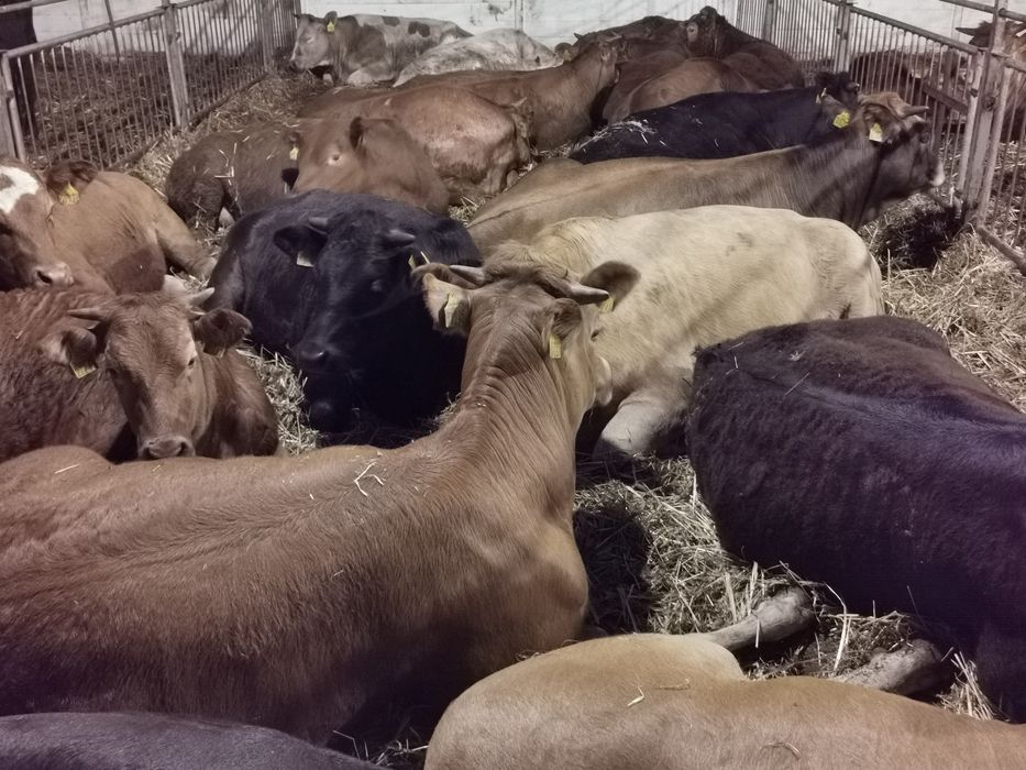 Odsady mięsne limuse Byczki jalowki tanio