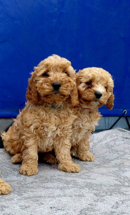 Cockapoo F1 Chłopiec