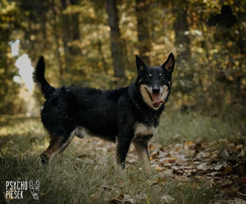 energiczny, wesoły, przyjazny piesek czeka na dom