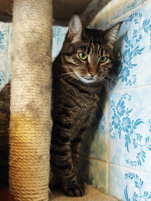 Мила зеленоока Руна шукає дім і любляче серце! кішка кошка кіт кошеня