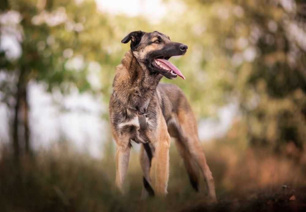 Uroczy, oddany i radosny Szyszek marzy o domu