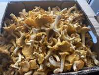 Kurki grzyby swieze zbieram codziennie 5kg mozliwa wysylka