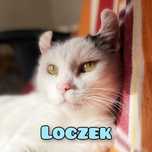 Słodki Loczek szuka miłości :)