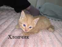 Віддам кошенят.