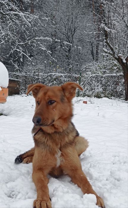 Продам вівчарку 9 місяців( хлопчик )