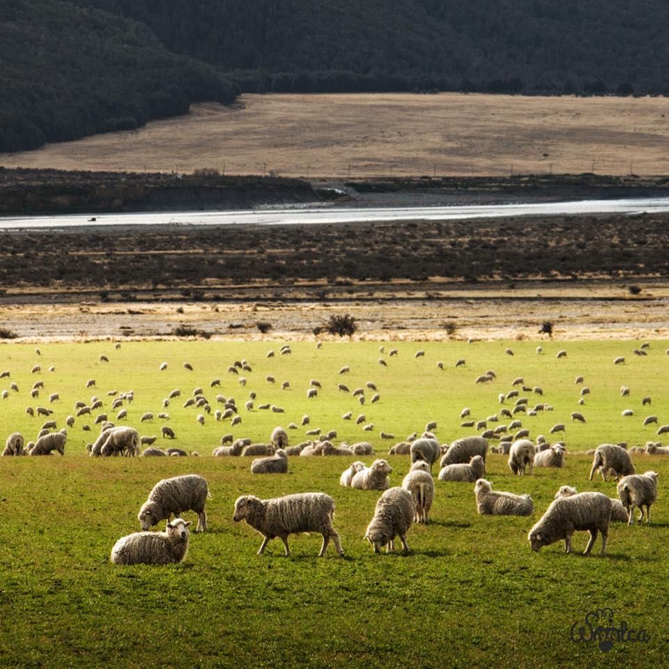 Oryginalne kapcie/bambosze Woolca z wełny merino na prezent r42 outlet