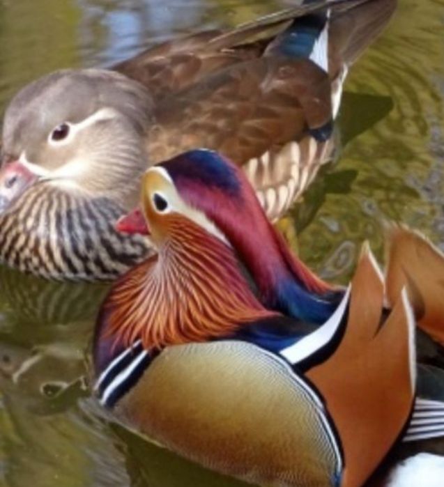 Sprzedam gęsi nilowe ine