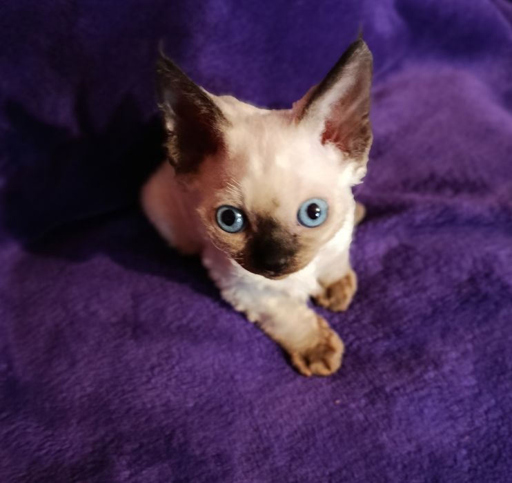 Кішечка девон рекс