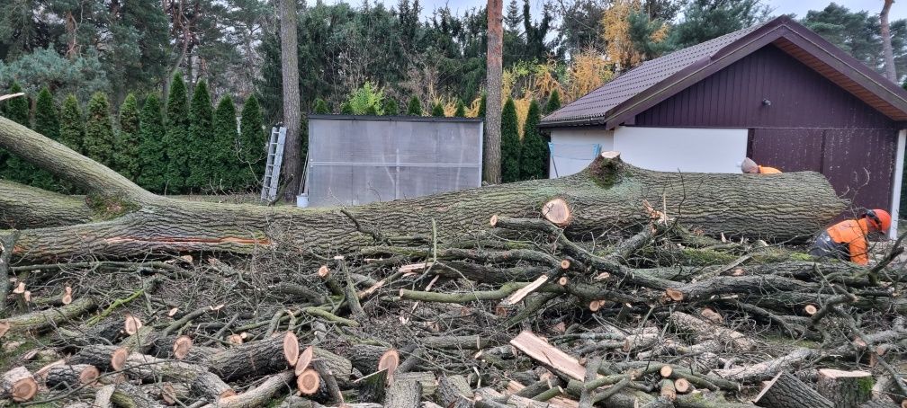 Drzewo drewno kominkowe Wodzierady Lutomiersk Włodzimierz Chorzeszów