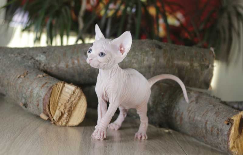 Очаровательная, привлекательная, супер ласковая малышка.