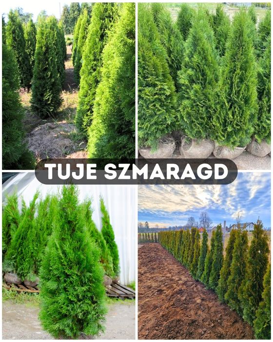 Tuje szmaragd, branat, transport nasadzenia