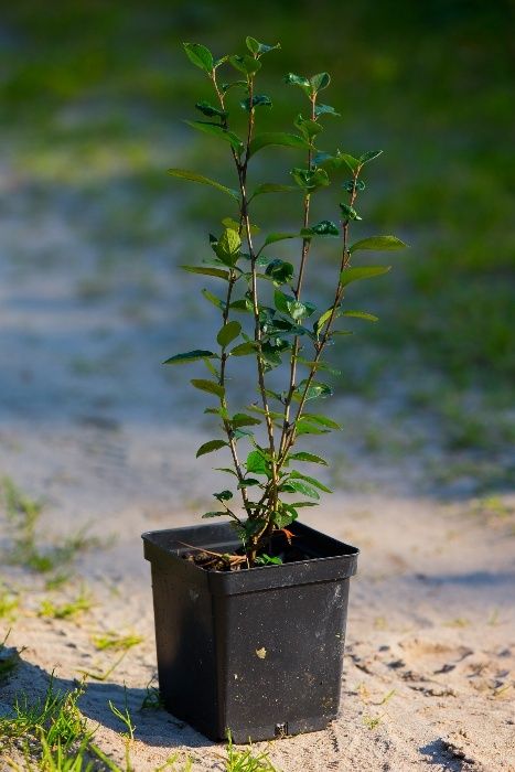 Irga błyszcząca- miododajna, na żywopłot, wysokość 30-50 cm, donica 3l