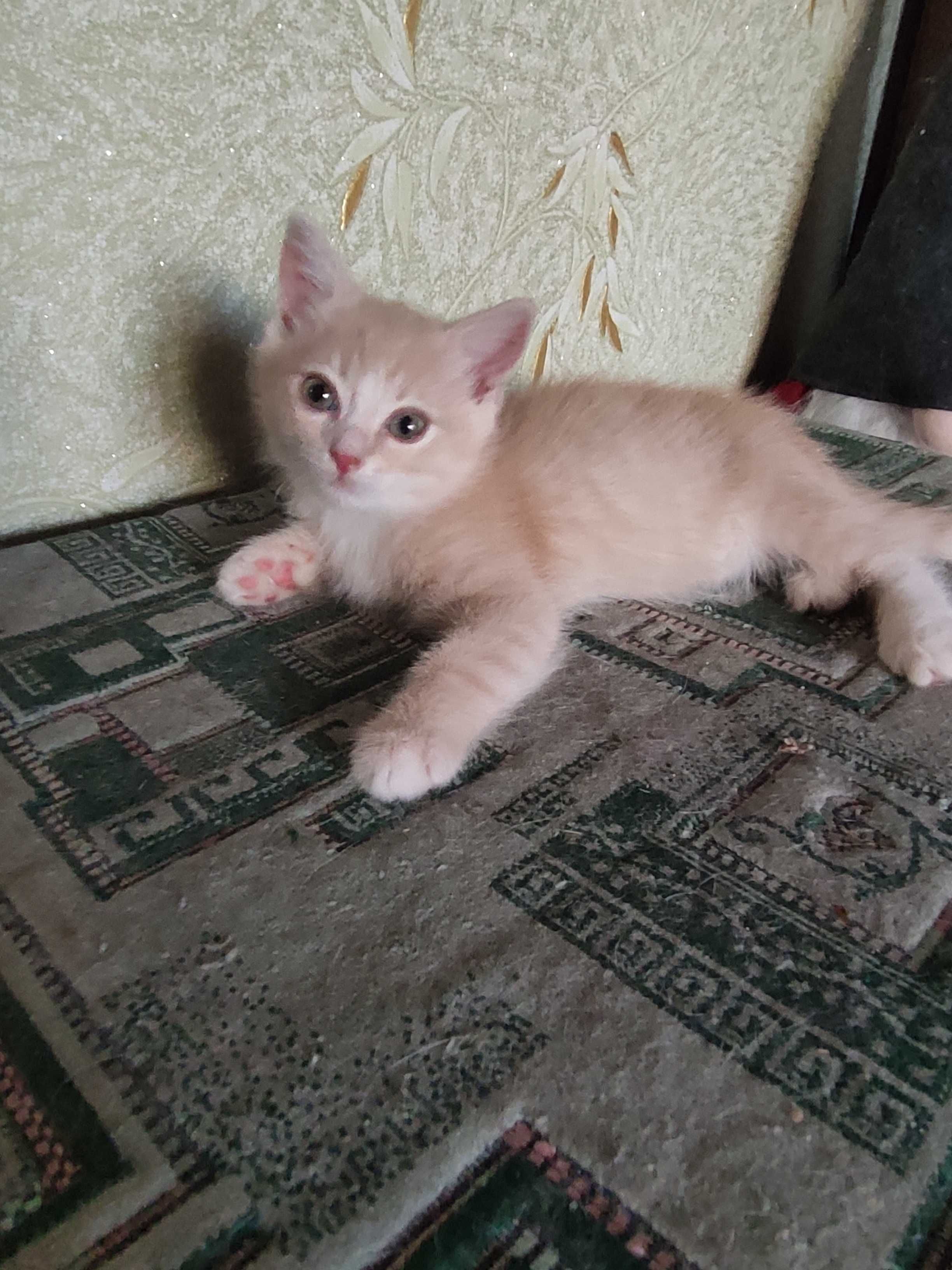 Кошенятко у добрі руки