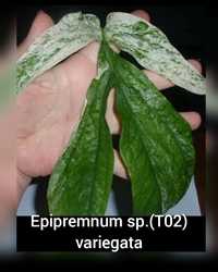 Epipremnum sp.(T02) variegated / эпипремнум сп (Т02) вариегатный