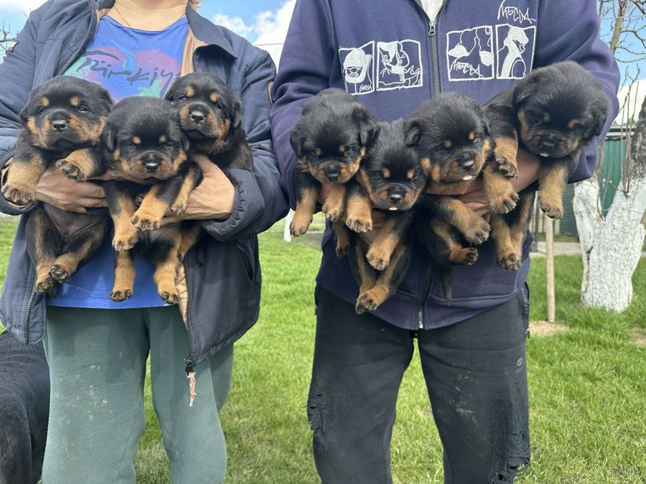 Ротвейлер молодой вязка