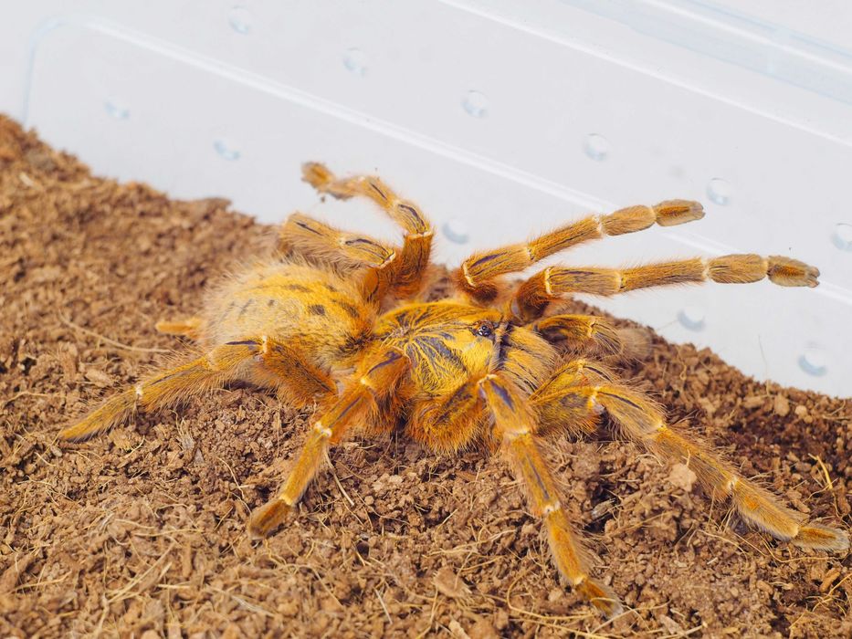 Pterinochilus murinus Usambara Samiczki 3DC Ptasznik Słoneczny pająk